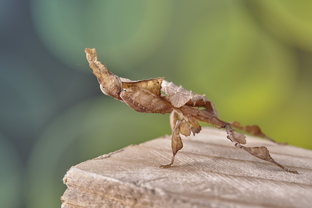 Ghost mantis Phyllocrania paradoxa