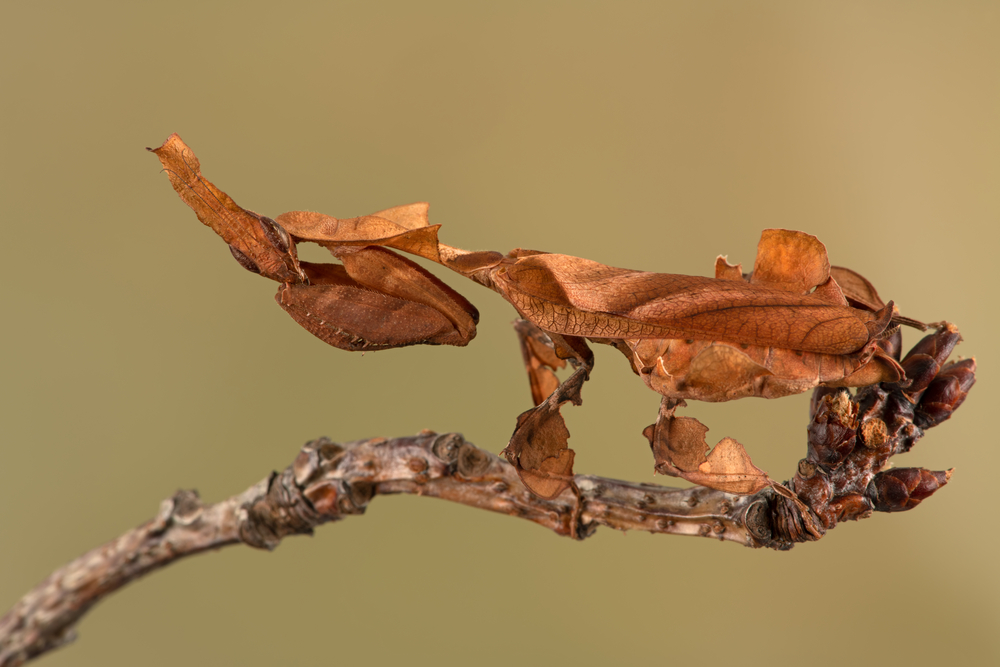 ghost mantis