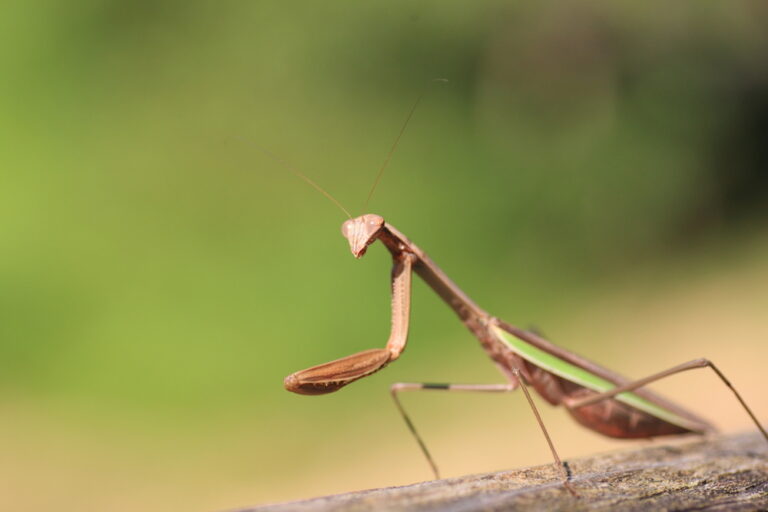 15 Praying Mantis Species to Keep as Pets (Ranked By Difficulty)