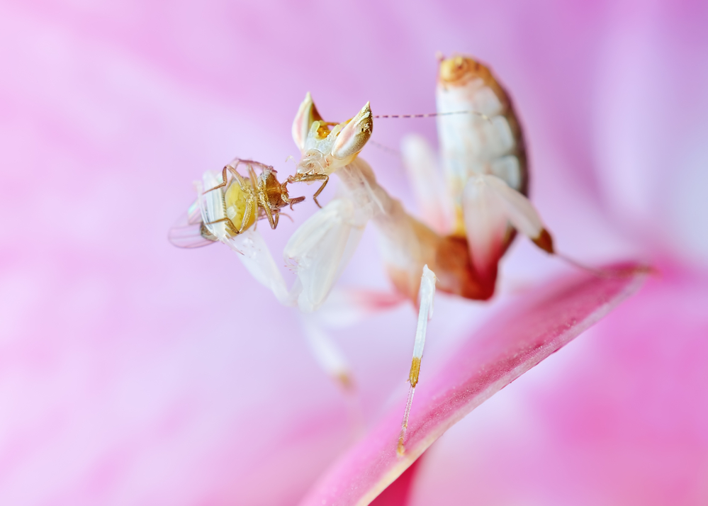 L2 Orchid Mantis Nymph