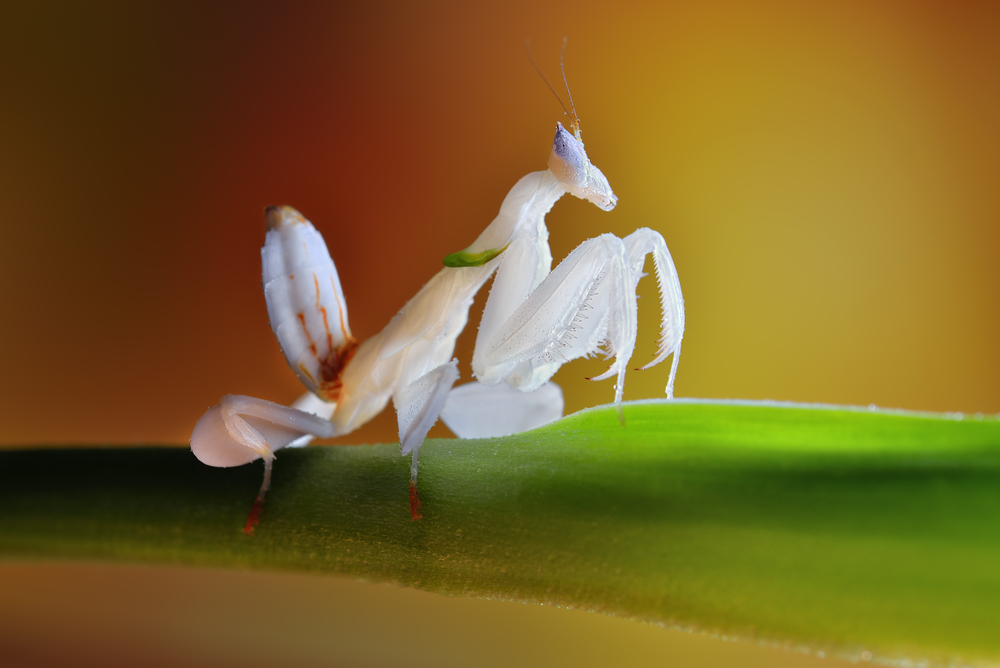 orchid mantis