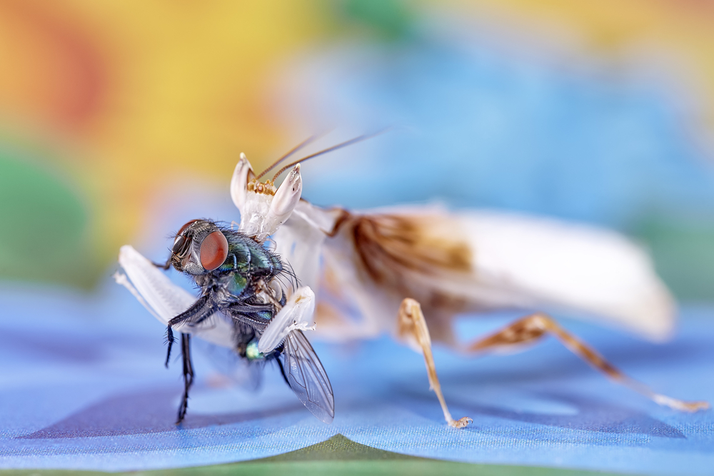 orchid mantis eating fly