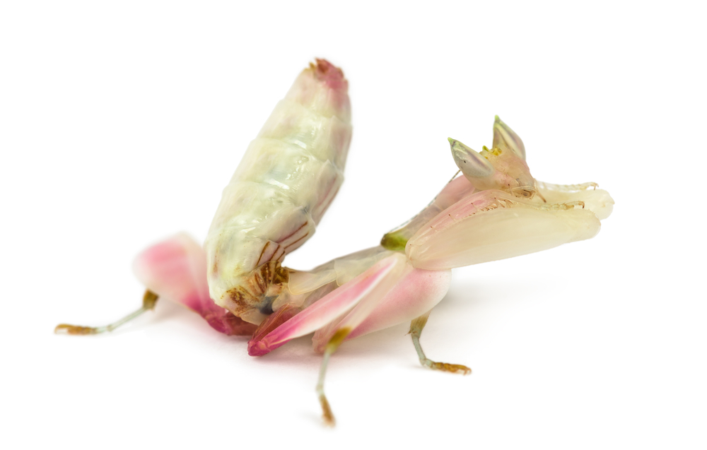 female orchid mantis