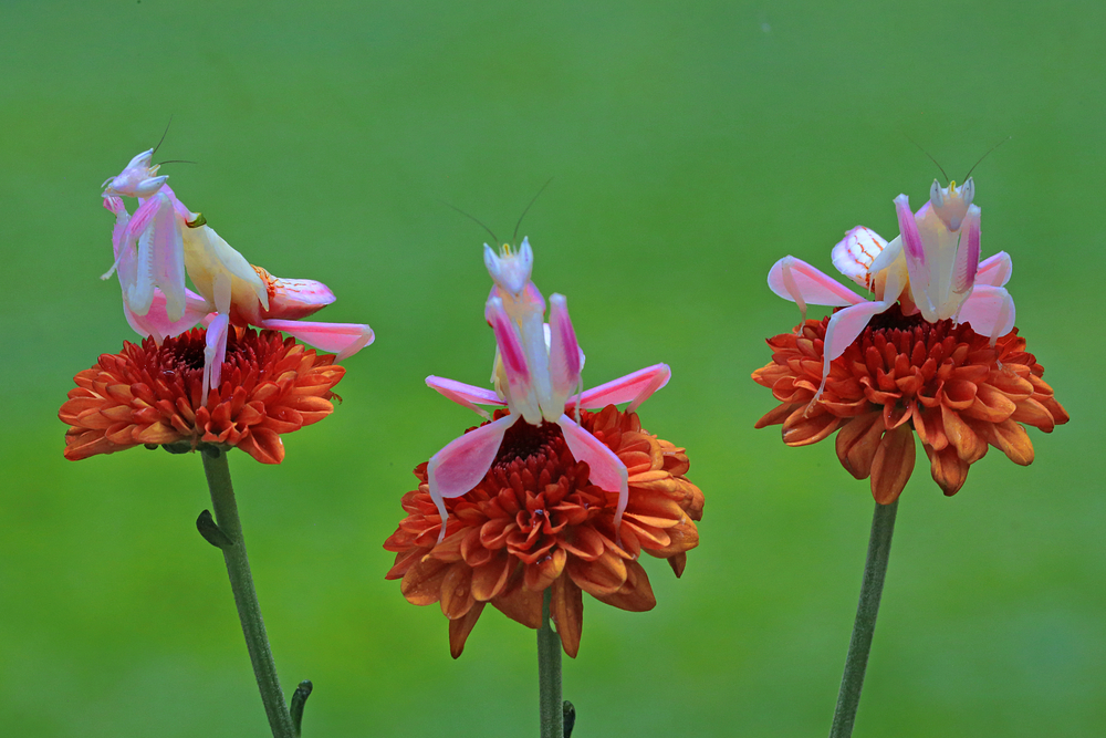 orchid mantis on flowers