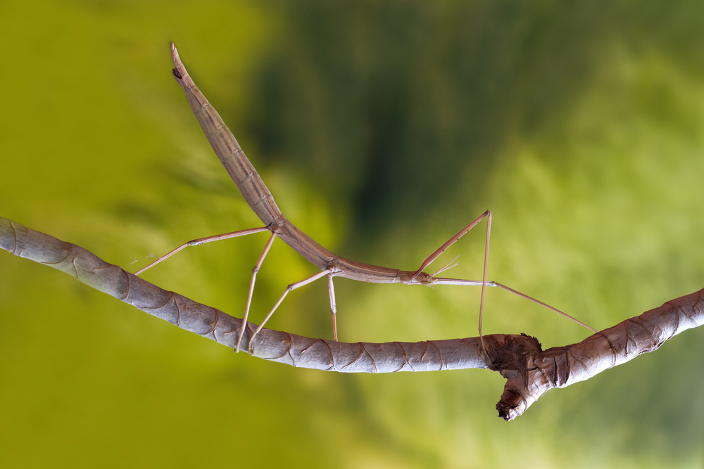 Europese wandelende tak stick insect on the branch