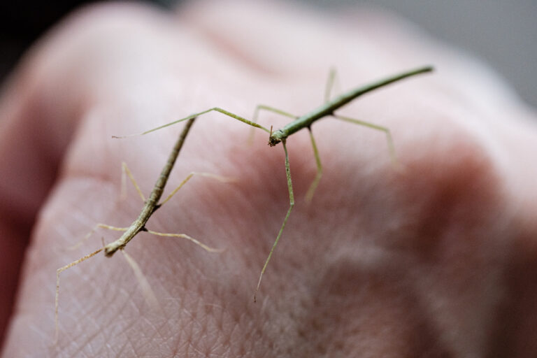Stick Insect Care Sheet Setup, Feeding, Handling, & More