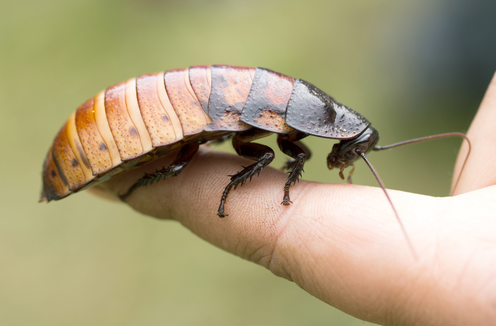 Madagascar hissing (Gromphadorhina portentosa) cockroach