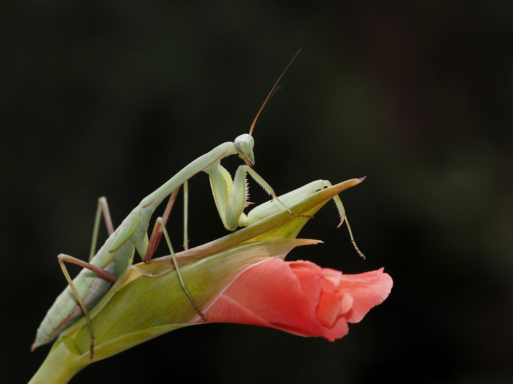 Hierodula membranacea