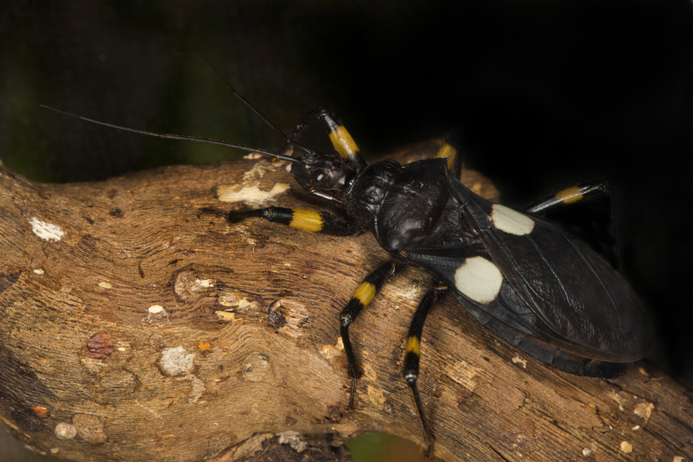 Two-spotted assassin bug (Platymeris biguttatus).