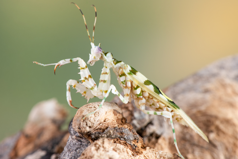 spiny flower mantis on a branch