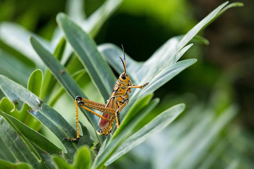 Eastern lubber grasshopper