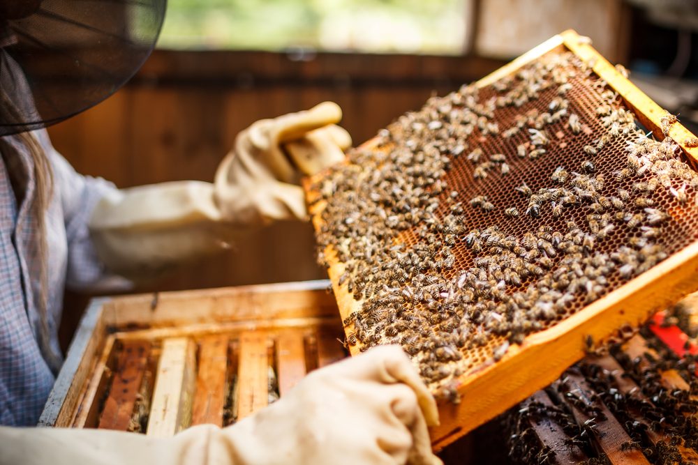 Beekeeper holding a honeycomb