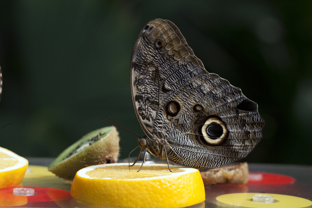 butterfly eating sugary fruit