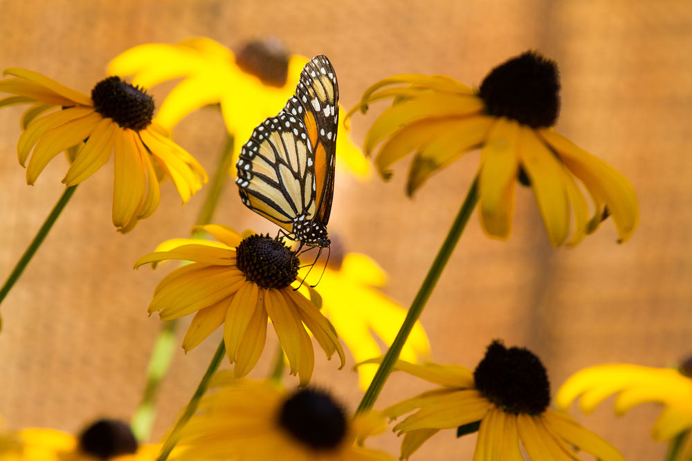 monarch butterfly