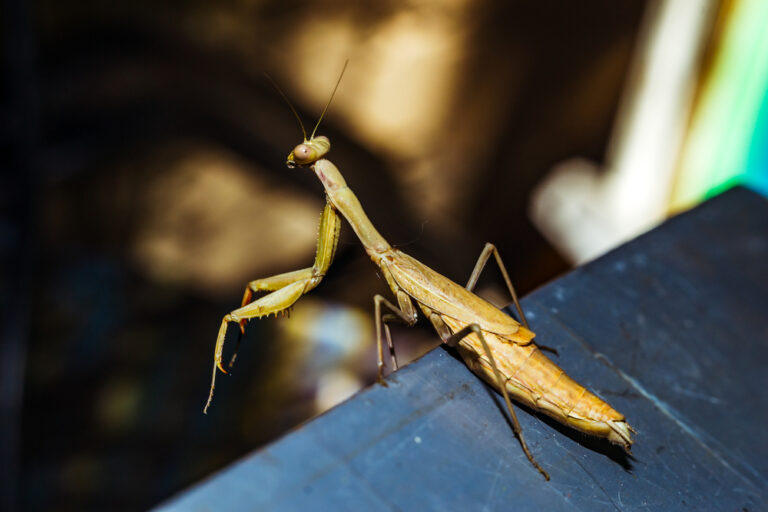 Do Praying Mantises Fly? The Complete Guide Insect Keeper