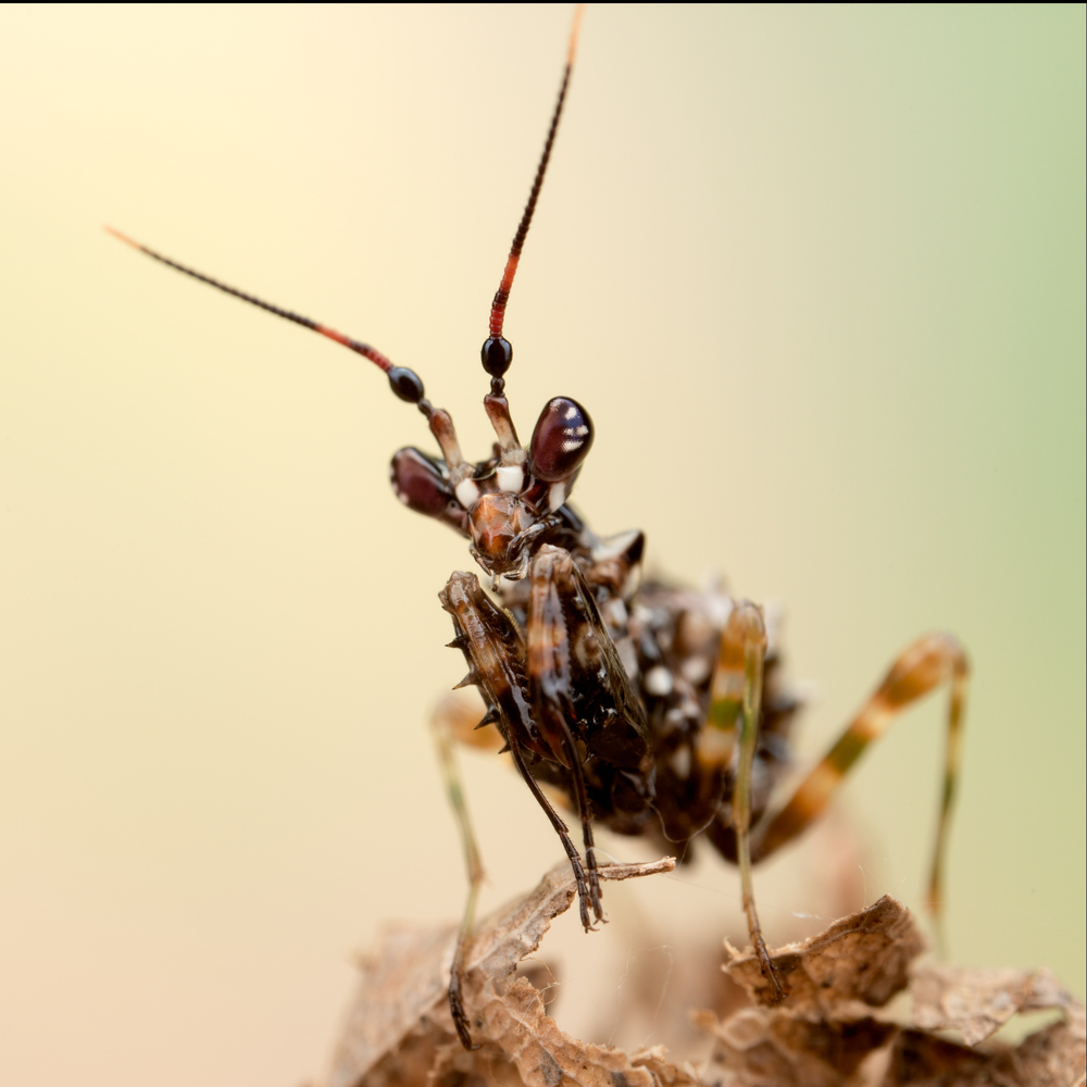 spiny flower mantis nymph