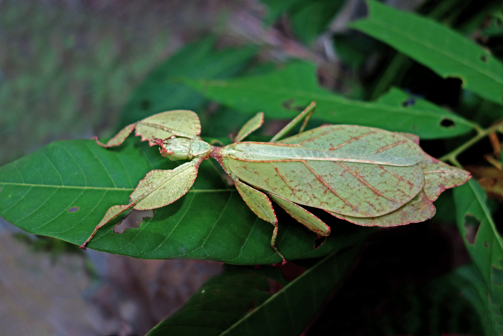 Leaf Bug Care Sheet: Setup, Feeding, & More - Insect Keeper