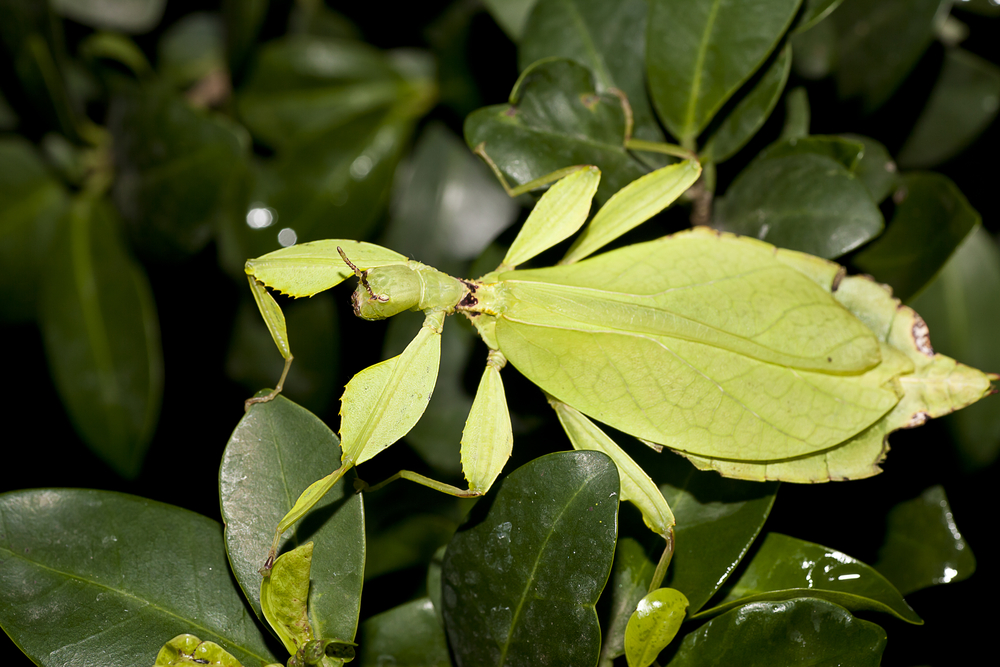 Phyllium philippinicum female