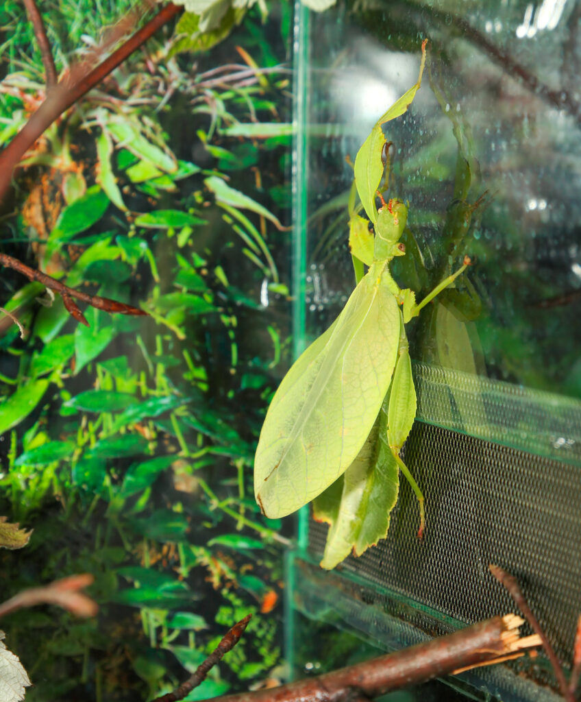 Phyllium Giganteum